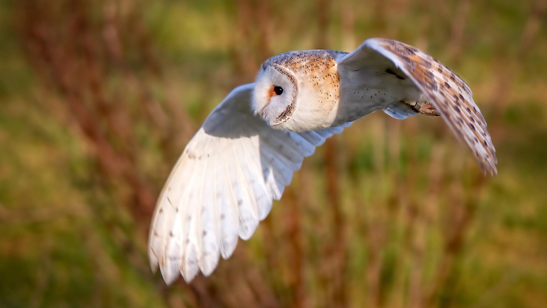 中国足球比赛球员状态,中国队足球比赛球员