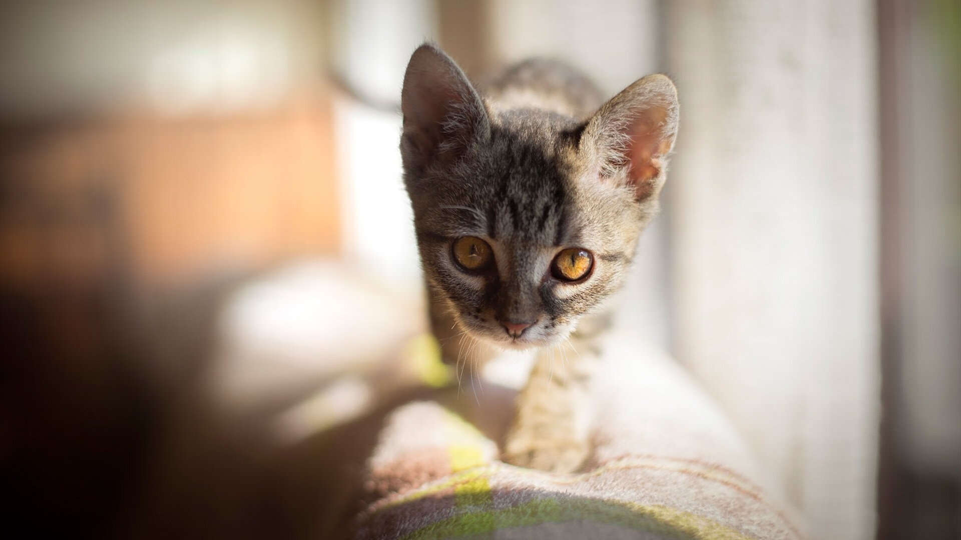 中国足球比赛节奏控制研究,中国足球比赛节奏控制研究报告