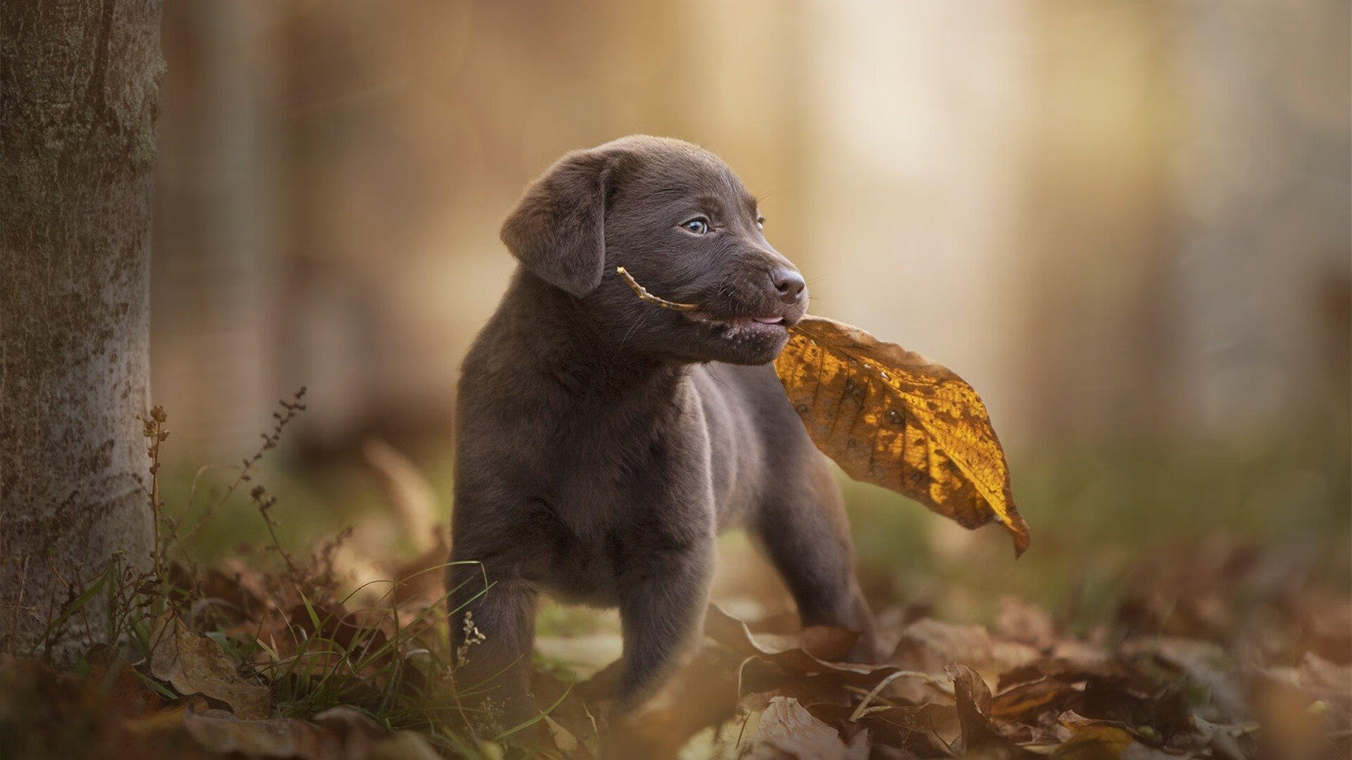 华体会平台-“新都福乐球赛：速度、力量与技术的完美碰撞”