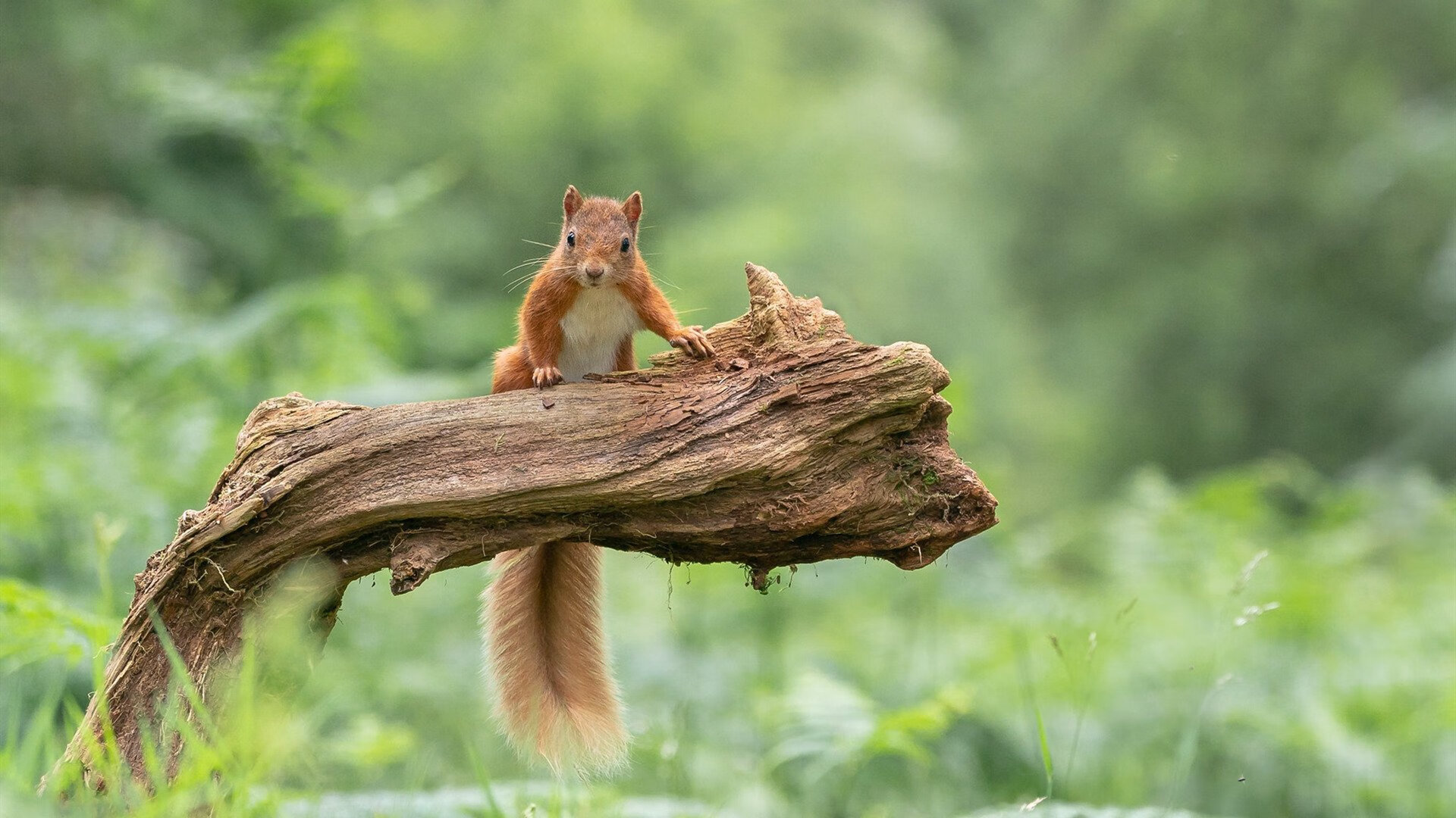 “新都福乐球赛:速度、力量与技术的完美碰撞”