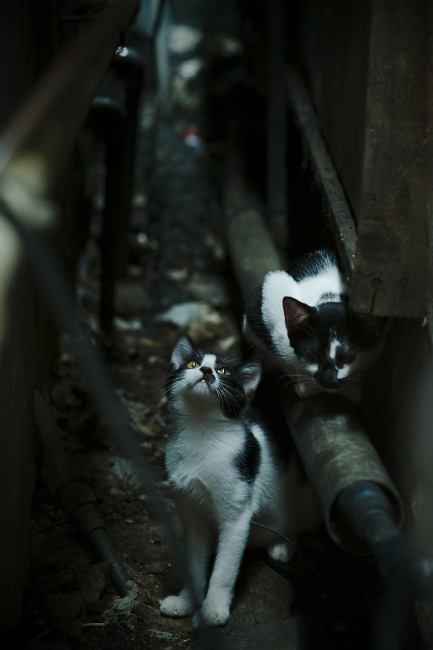 -“简阳文体中心羽毛球赛：明星选手争夺冠军，速度与技巧完美结合”