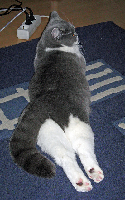 女足世界杯门票售罄 热度飙升,女足世界杯举行时间