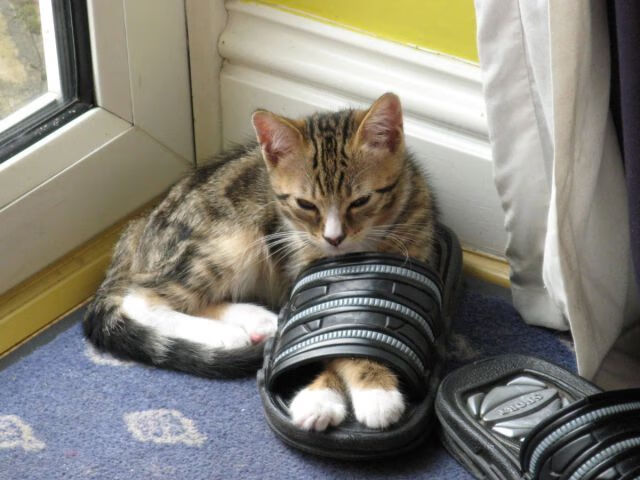 王哲林谈团队协作比赛胜负关键不在个人，王哲林参加三人篮球赛