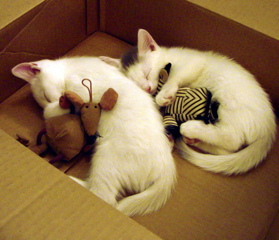 青少年足球赛事缺乏专业化管理,我国足球青少年人才培养存在的问题