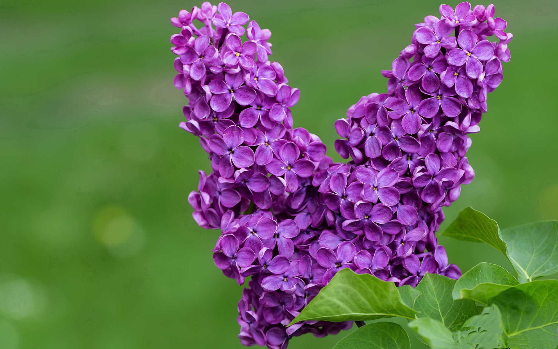 “费尔南多·比亚尔巴的球场统治力,阿根廷美洲狮队的进攻核心”