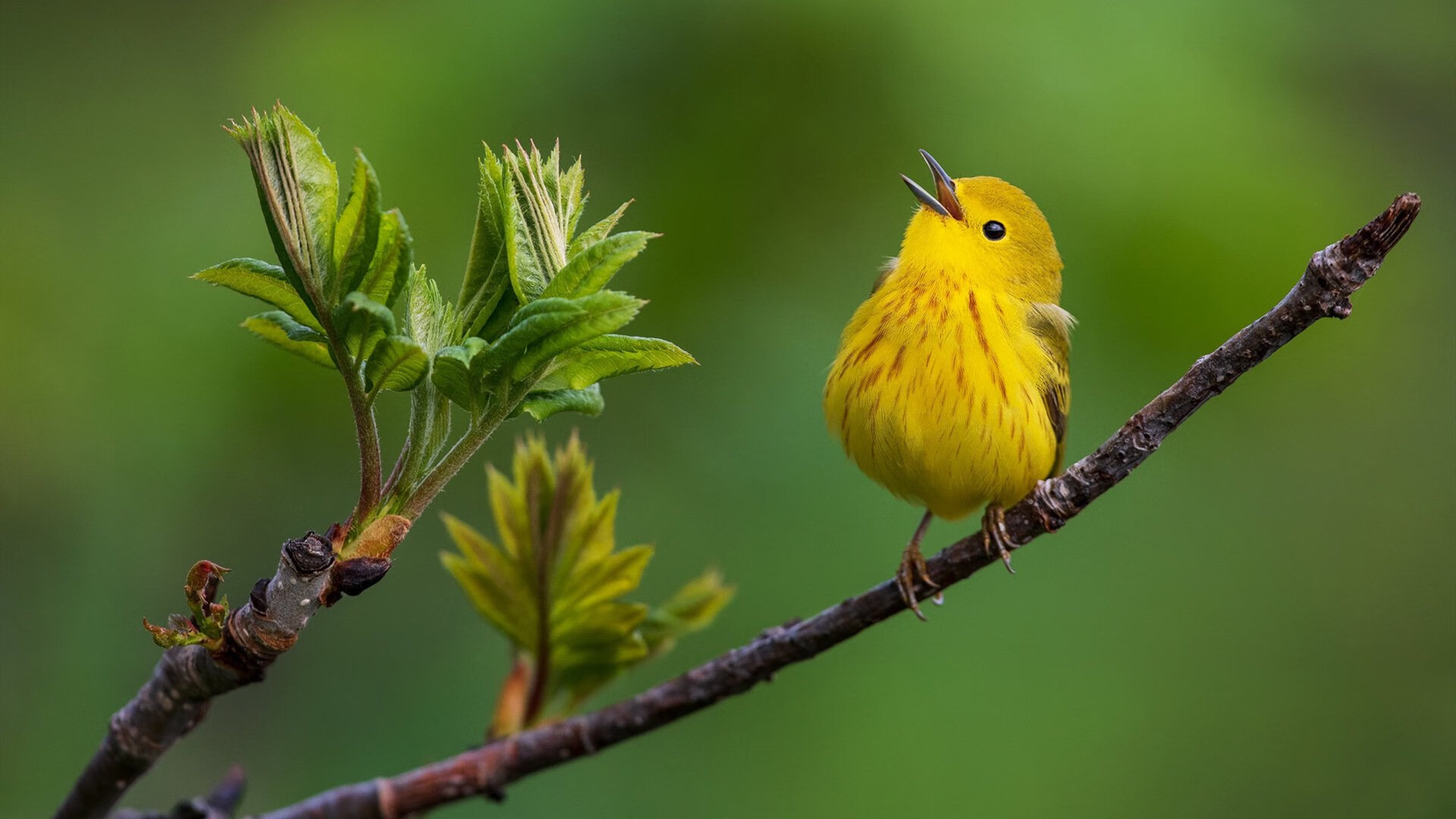 华体会在线下载-“马科斯·莫奇的精准防守与强硬风格，成就美洲狮队的防守基础”