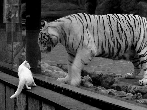 华体会官网入口-乌拉圭女篮在南美锦标赛中夺冠，体育成就不断攀升，乌拉圭女子联赛