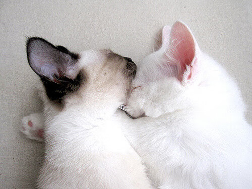 乔·波尔曼稳定的进攻表现,让袋鼠队在场上占得主动,乔波乔伊