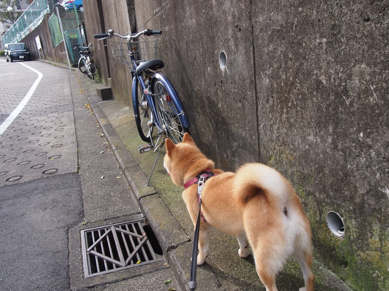 塞尔·拉恩:全黑队外线的“极速破坏者”,突破后的决策充满威胁