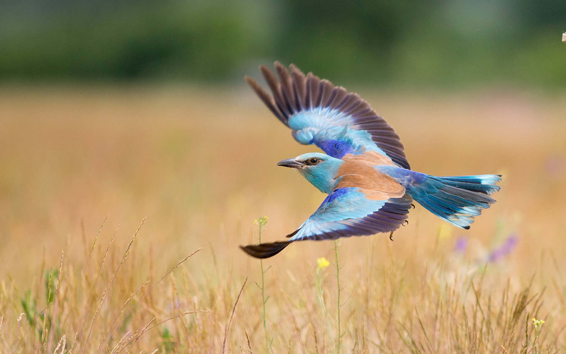 华体会app下载-平台上线历史进球合集回顾经典激发老球迷情怀共鸣，历史进球效率