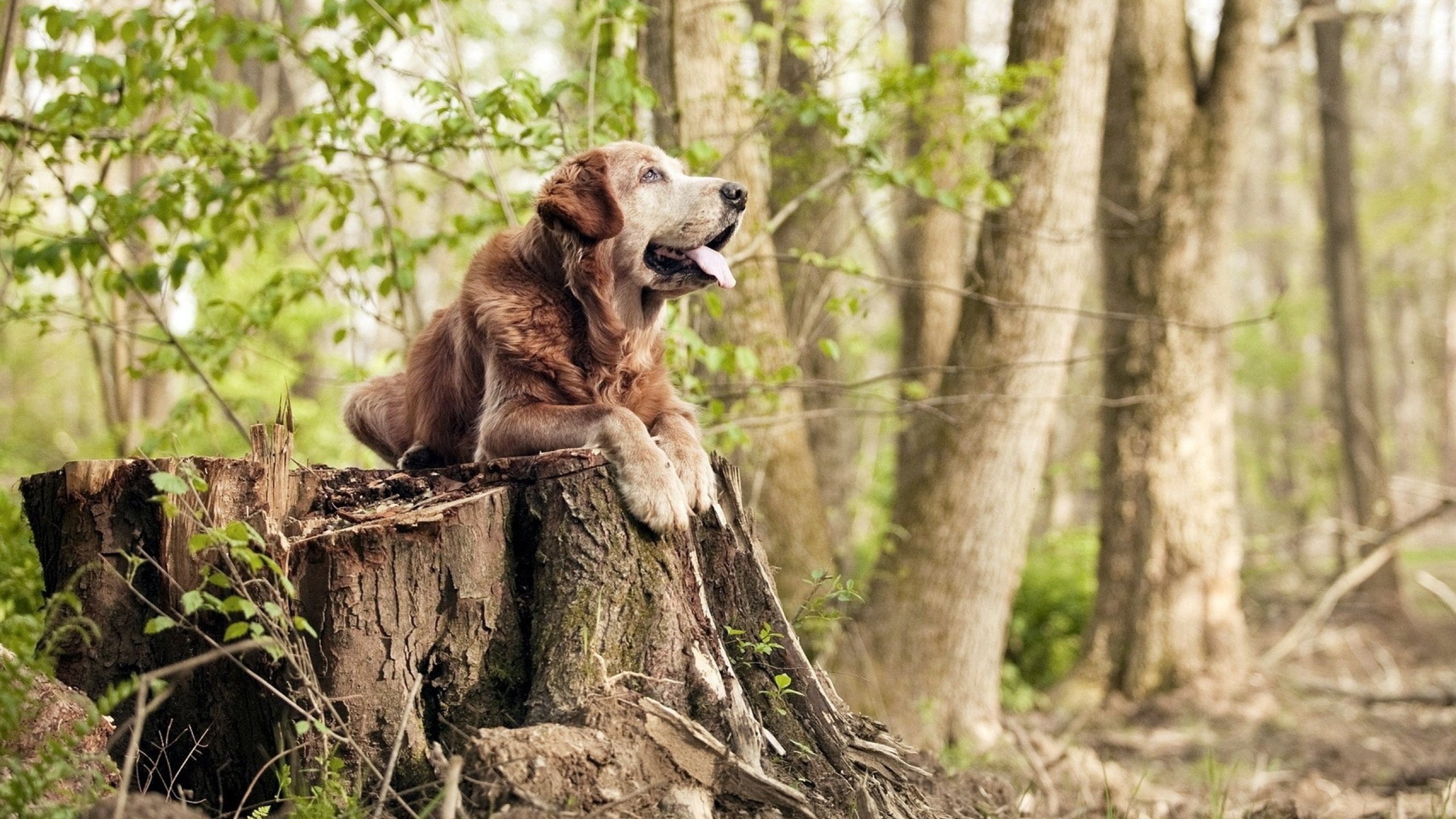 弗朗索瓦·斯图尔特:凭借丰富经验,成为南非队稳健中场的支柱