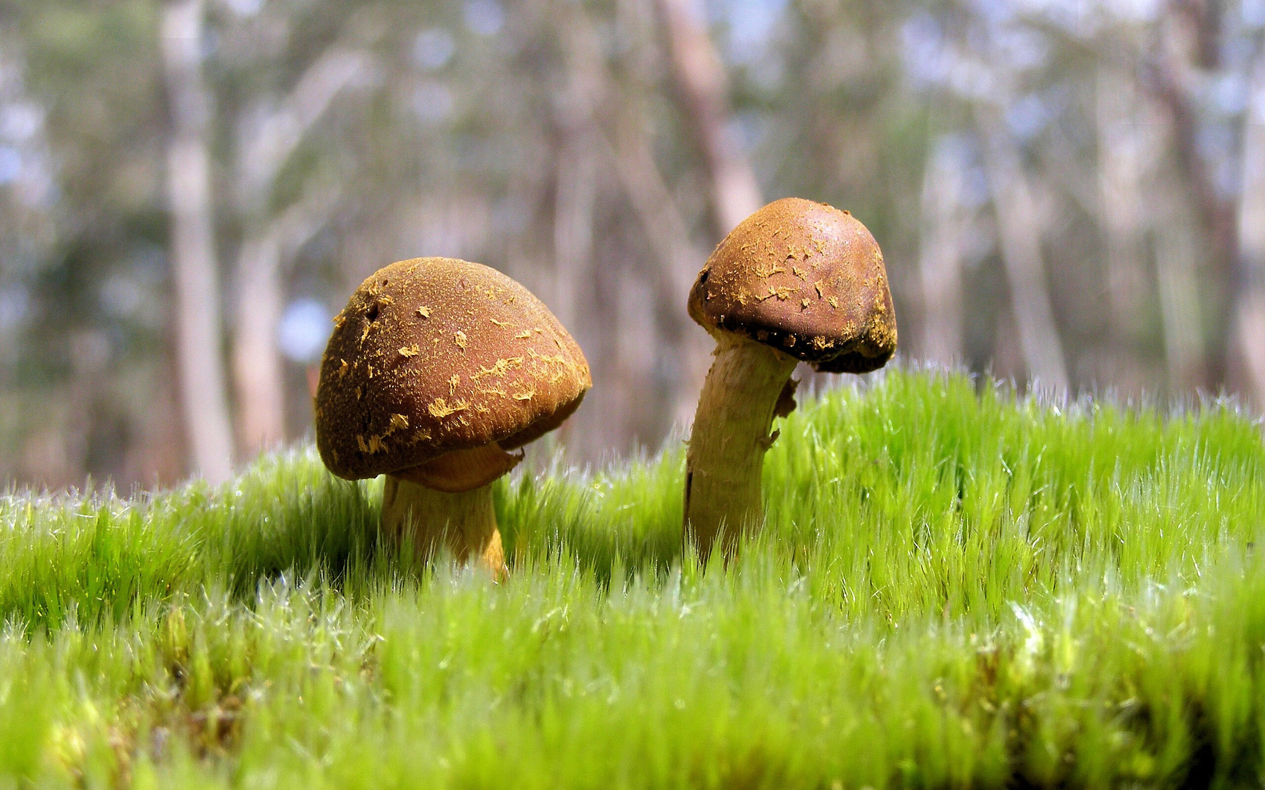 拜仁官方祝贺球星完成百场里程碑,拜仁冠军