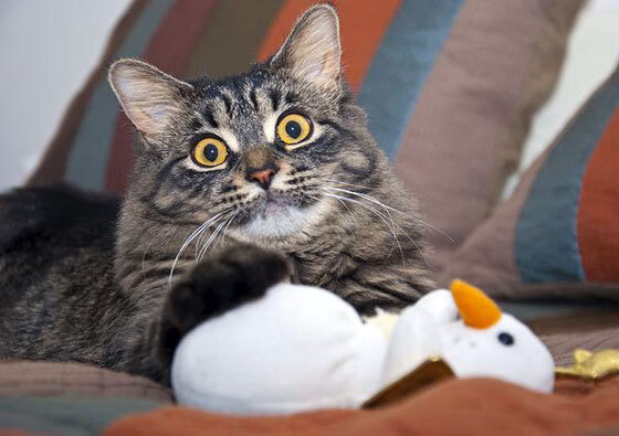 华体会-水球终场绝杀比利时逆转取胜，水球比赛决赛