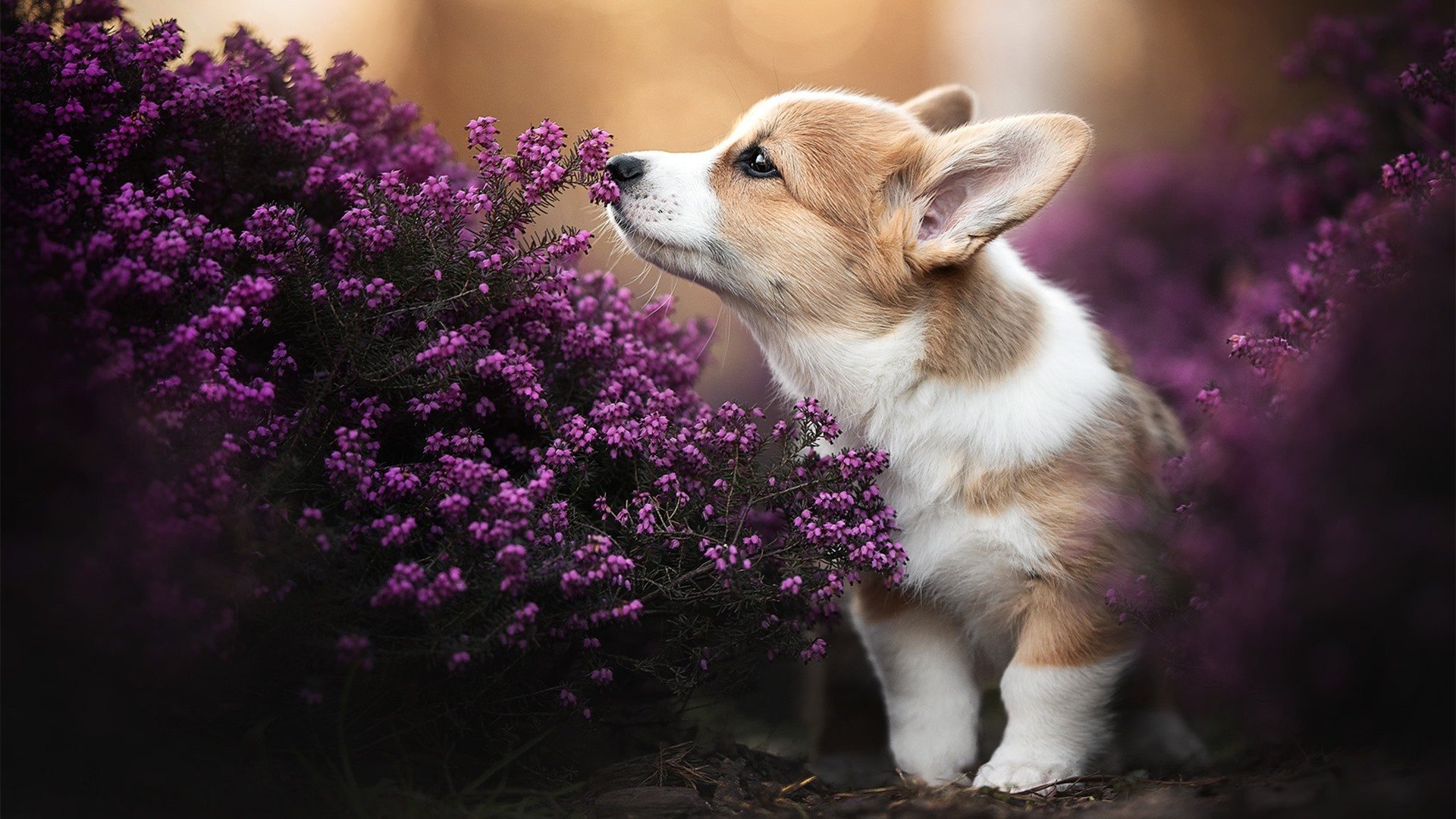 电子竞技青训体系探索标准化发展路径,电子竞技运动训练原则