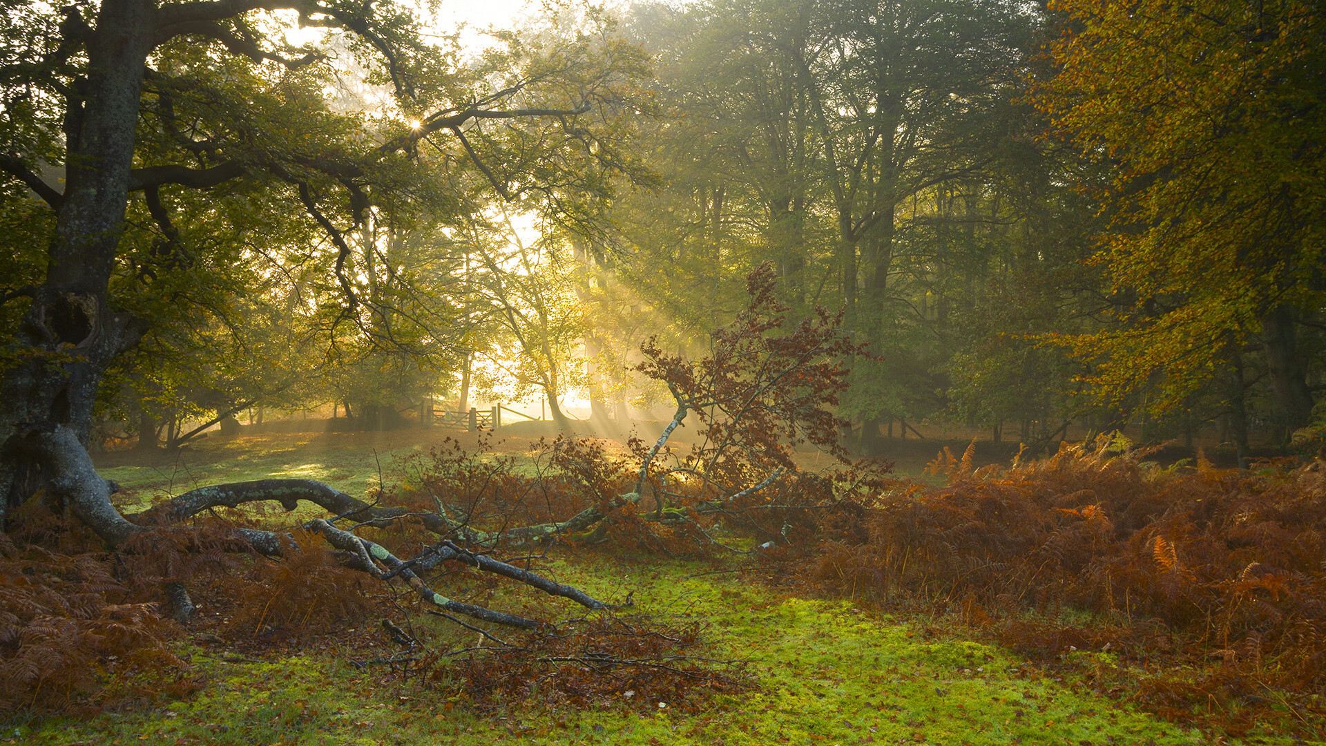华体会平台-美洲杯耀眼明星：精彩突破不断激动全球！，美洲杯好看