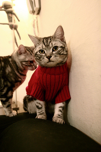 高水平教练定向支持西部篮球项目助力资源均衡发展，高水平运动队篮球