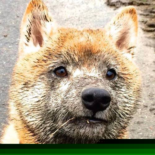 3-0轻取对手，樊振东赛后与教练合影走红，樊振东带队教练